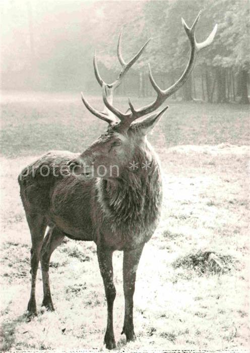 Hirsch Rothirsch Wildgehege Moritzburg