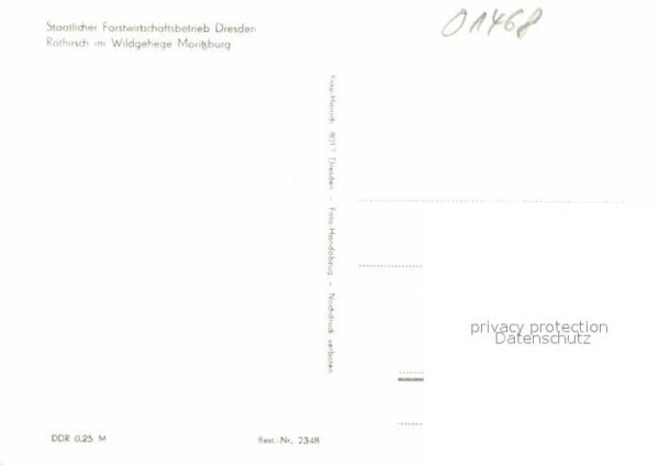 Hirsch Rothirsch Wildgehege Moritzburg – Bild 2