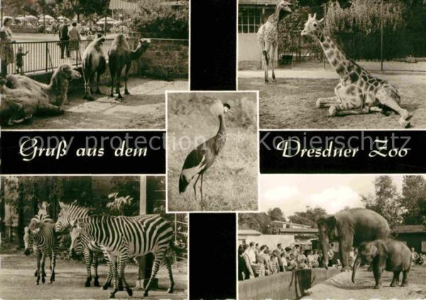 Zoo Dresden Kamele Giraffeb Zebras Elefante