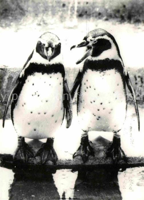 Pinguin Humboldtpinguine Zoo Dresden