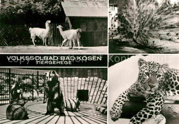 Baeren Leopard Pfau Lamas Bad Kösen Tiergehege
