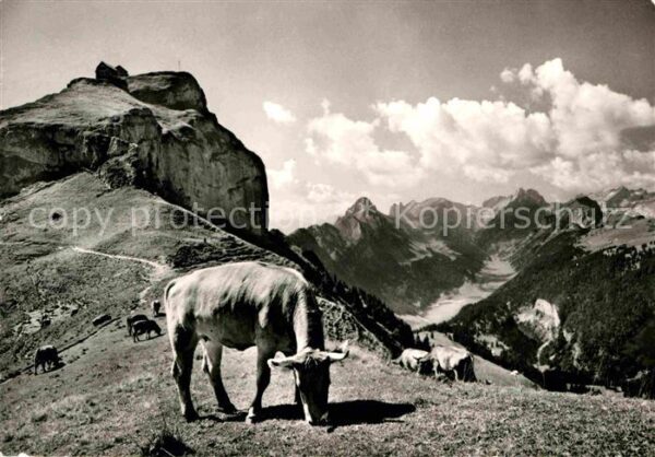 Kuehe Alpstein Hoher Kasten Staubern Kreuzber