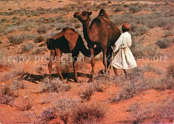 Kamel  Camel Chameau Sud Tunisien Heure de laTetee