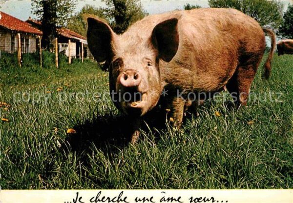 Schweine