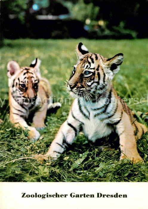 Tiger Tiere Junge Bengaltiger Zoo Dresden