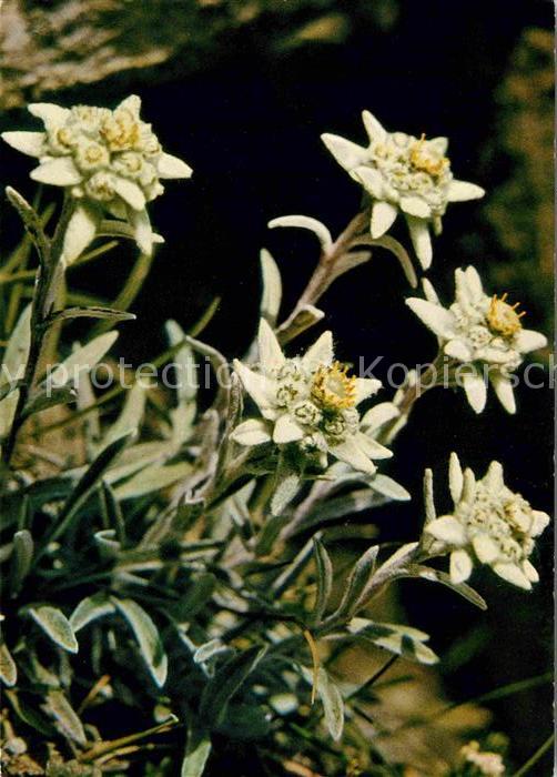 Edelweiss Leontopodium Alpinum