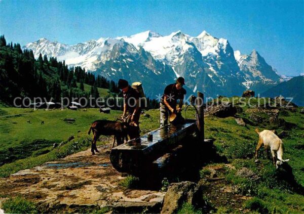 Ziege Wetterhorngruppe
