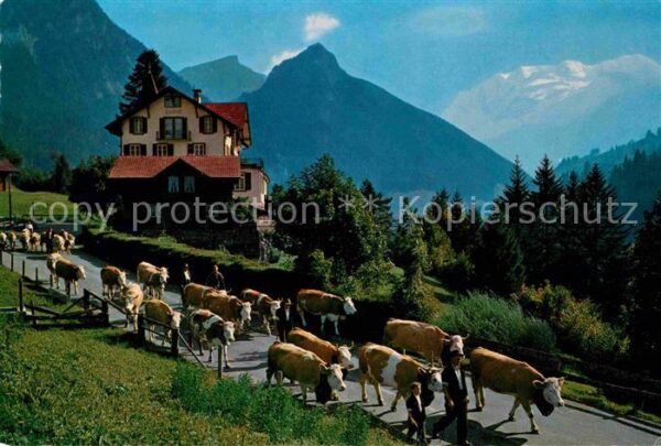 Kuehe Alpabfahrt Kiental Schönegg Golderhorn