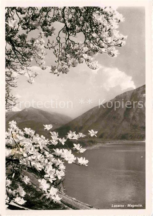 Blumen Magnolie Locarno