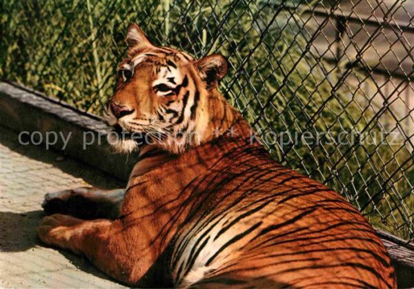 Tiger Bengaltiger Zoo Basel