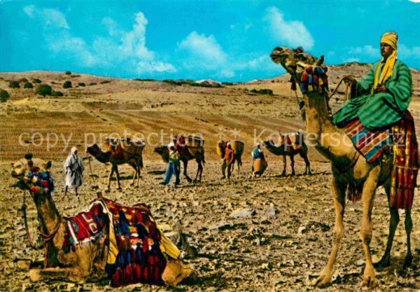 Kamel  Camel Chameau Camel Caravan Desert Egypt