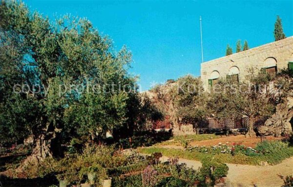 Jerusalem Yerushalayim Garden of Gethsemane