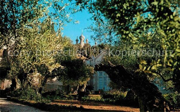 Jerusalem Yerushalayim Garden of Gethsemane