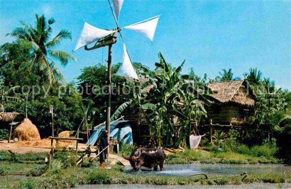 Thailand Wasserbüffel