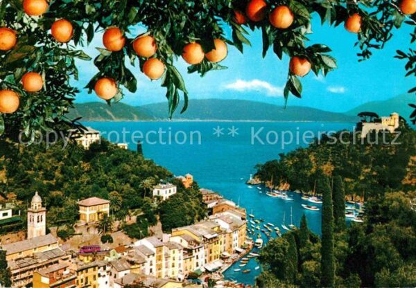 Portofino Liguria Panorama Hafen Zitrusbaum