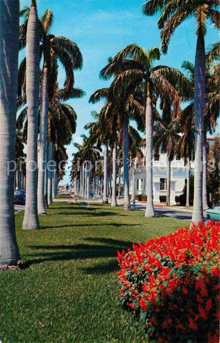 Florida US-State Avenue of magnificient Royal Palms