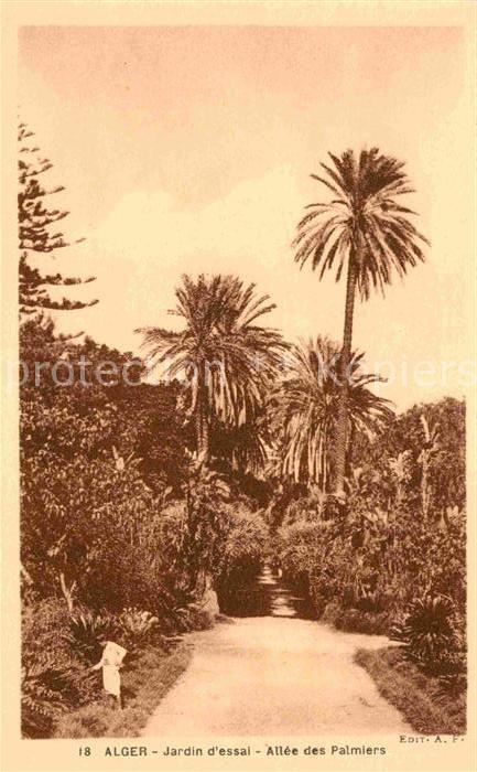Alger Algerien Jardin d_essai Allee des Palmiers