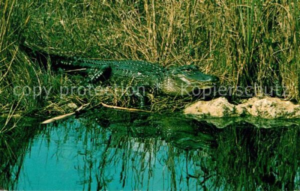 Krokodile Alligator Everglades National Park Flor