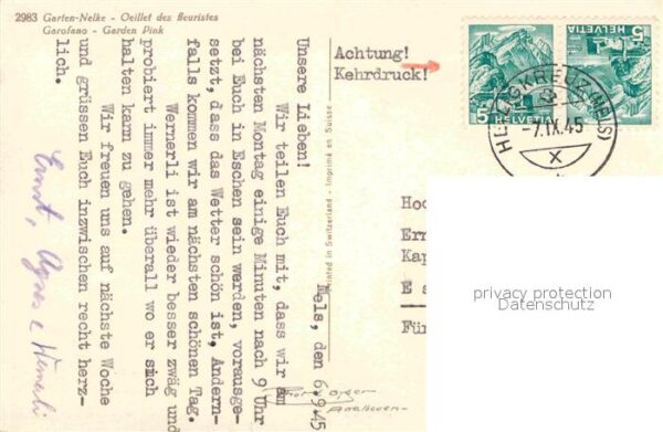 Blumen Garten-Nelke Garofano – Bild 2