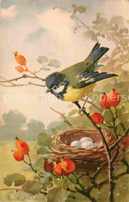 Voegel Blaumeise Vogelnest