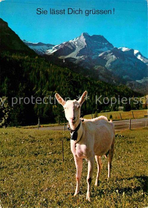 Ziege Alpen