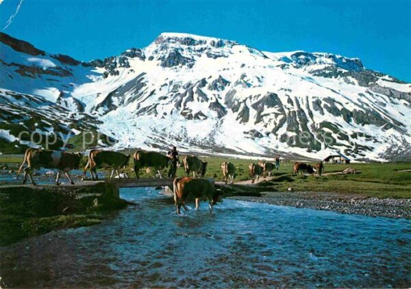 Kuehe Engstligenalp Adelboden Wildstrubel
