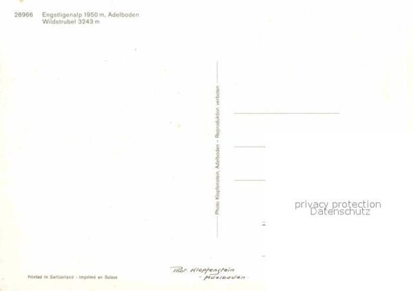 Kuehe Engstligenalp Adelboden Wildstrubel – Bild 2
