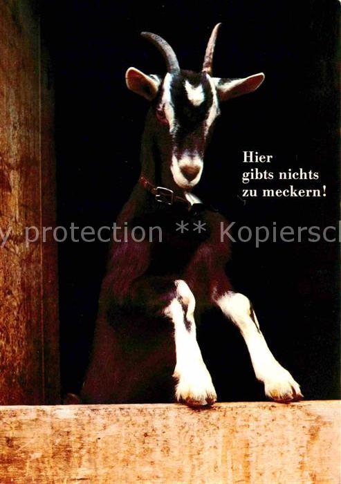 Ziege
