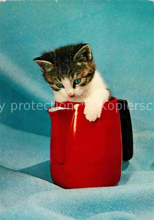 Katzen