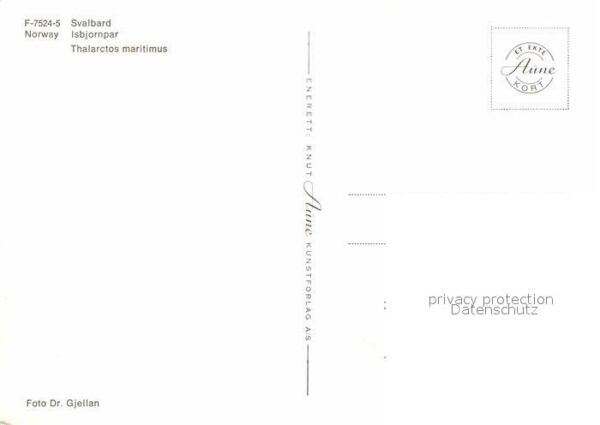 Eisbaer Norway Svalbard Isbjornpar – Bild 2