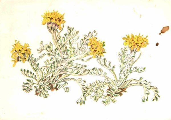 Blumen Graues Kreuzkraut Pia Roshardt Spendenk