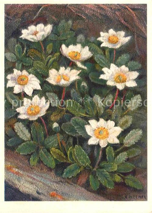 Blumen Silberwurz Rosaceae Künstlerkarte Jean