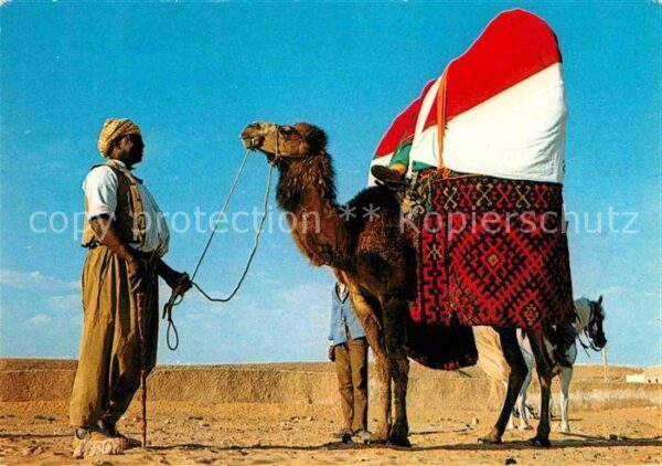 Kamel  Camel Chameau Algerie Le Bacour