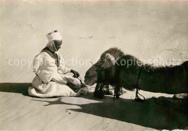 Kamel  Camel Chameau Frugal Repas Randonnee Algerie