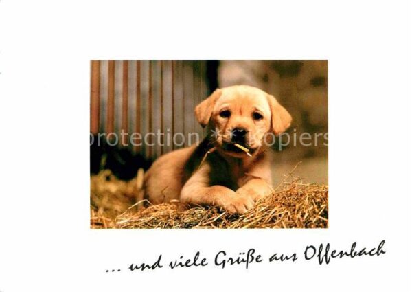 Hunde Welpe Offenbach