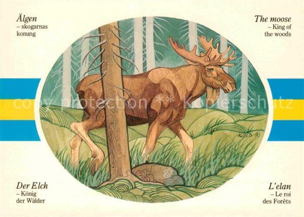 Elch Älgen Moose Elan