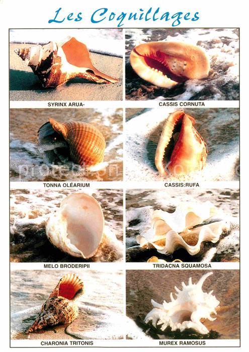 Meerestiere Muschel Coquillages Syrinx Arua Cassis