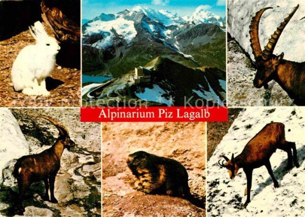 Tiere Alpinarium Piz Lagalb Gemse Steinbock S
