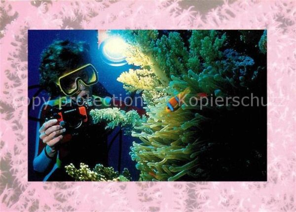Fische Clownfisch Taucher Algen