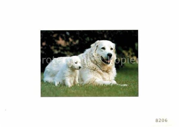 Hunde Kuvasz Welpe