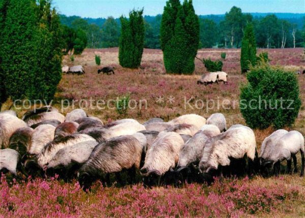 Schafe Heidschnucken Lüneburger Heide