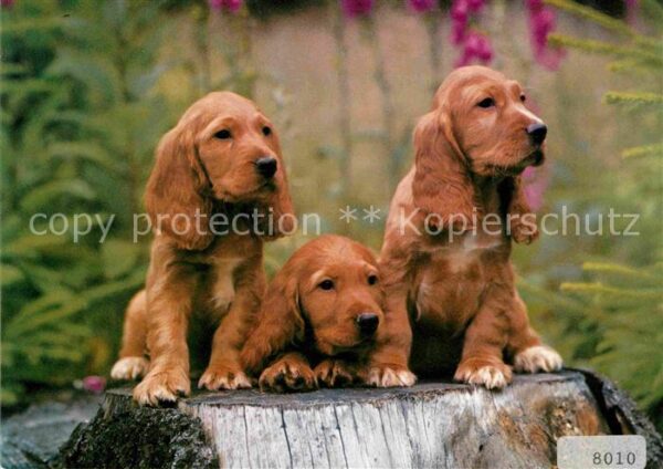 Hunde Cocker-Spaniel
