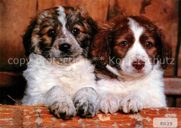 Hunde Münsterländer Welpen