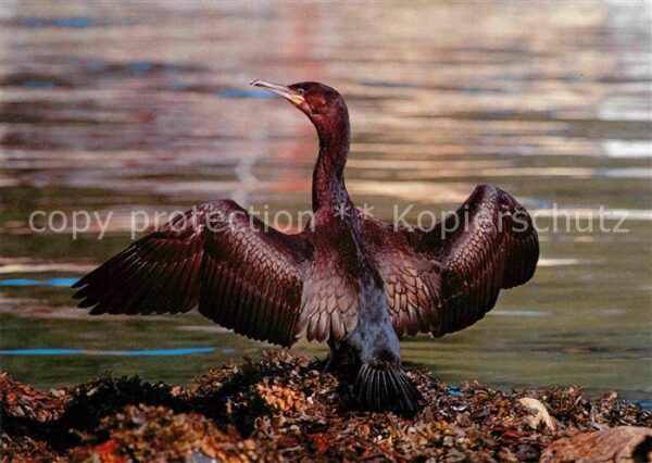 Voegel Kormoran Phalacrocorax Carbo Storskarv