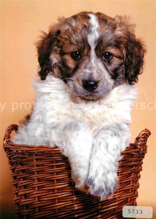 Hunde Münsterländer Welpe