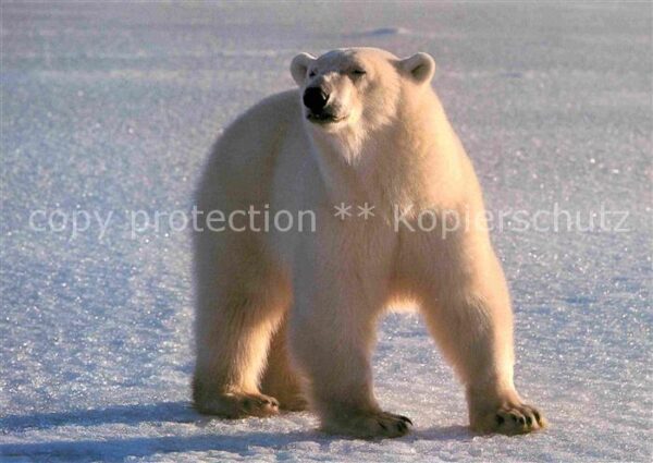 Eisbaer Ours blanc Polar bear