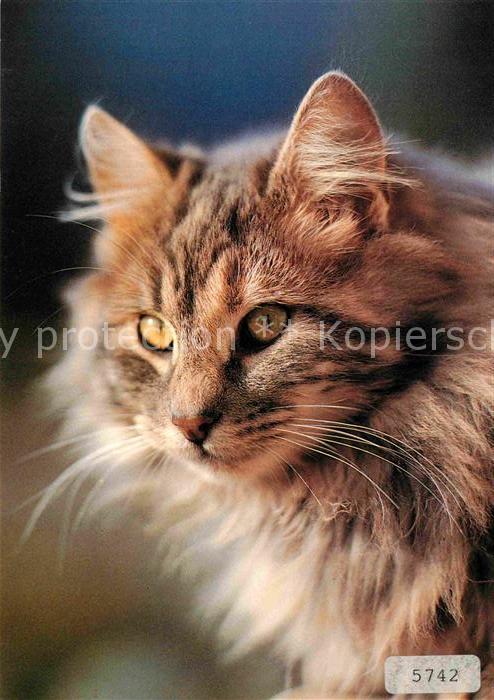 Katzen Hauskatze