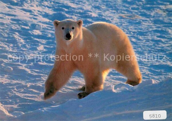 Eisbaer Thalarctos maritimus Ours blanc Polar b