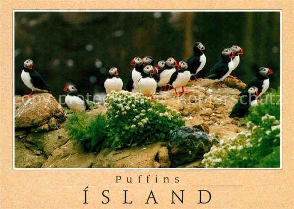 Voegel Papageitaucher Island Puffins