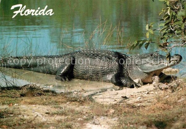 Krokodile Florida